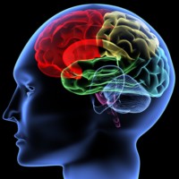 The brain