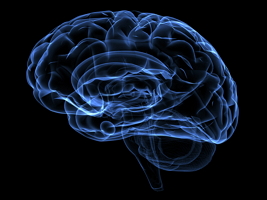 The brain