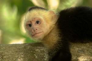 monkey