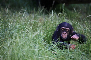 Chimp
