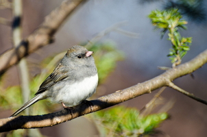 Junco