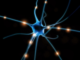 The Neuron