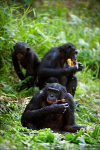 bonobos