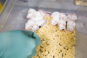 lab mice