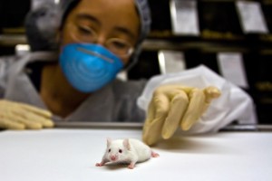 lab mouse