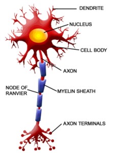 matter brain neuron learning changes study looks parts functions gray its myelin higher