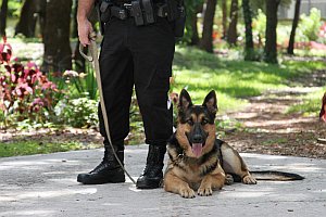 working dog